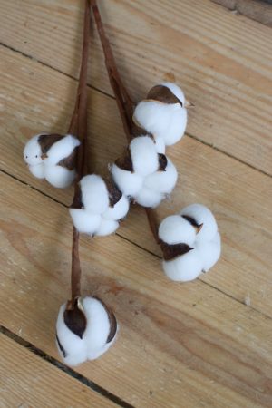 Baumwolle fixiert. Trockenblumen getrocknet vom Mrs Greenery Shop
