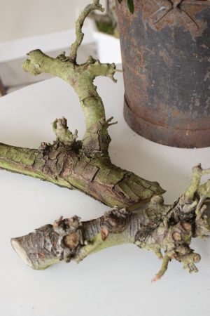 Birnenäste Ast Geäst Dekoholz Holz Obstbaum Obstgehölz DIY Naturdeko im Mrs Greenery Shop bestellen