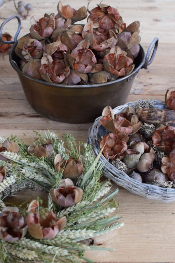 Getrocknete Blüte für deine kreativen Dekoideen. Perfekt für Kränze! Die Blüten sind dauerhaft haltbar