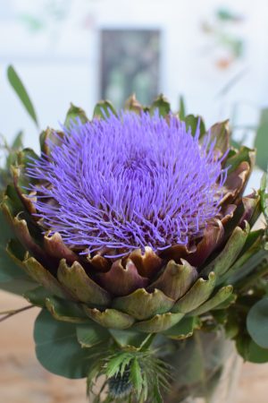 Artischockenblüte frisch und groß. Blüte der Artischocke für deine Sträuße und zum Trocknen