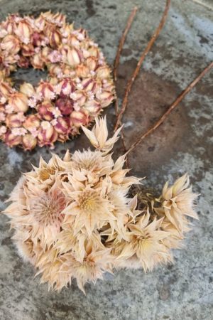 Blushing Bride Trockenblumen getrocknete Blüten im Mrs Greenery Shop bestellen kaufen