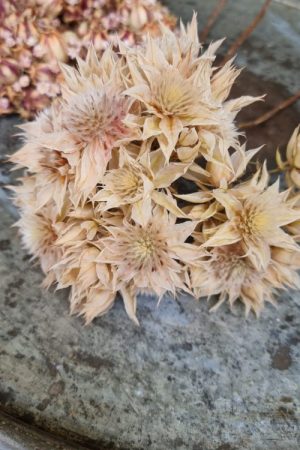 Blushing Bride Trockenblumen getrocknete Blüten im Mrs Greenery Shop bestellen kaufen