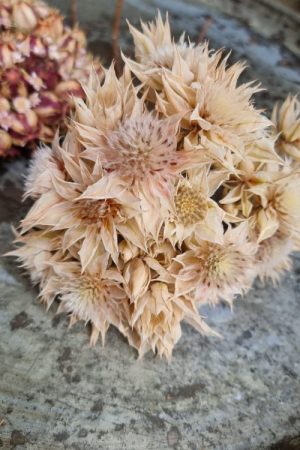 Blushing Bride Trockenblumen getrocknete Blüten im Mrs Greenery Shop bestellen kaufen