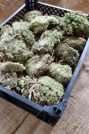 Moos getrocknet Bollenmoos im Mrs Greenery Shop bestellen kaufen