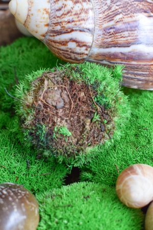 Bollenmoos Moos grün konserviert zum Basteln im Mrs Greenery Shop bestellen