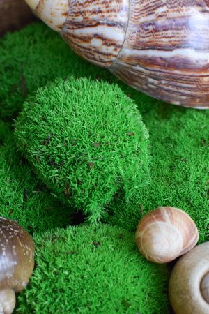 Bollenmoos Moos konserviert zum Basteln im Mrs Greenery Shop bestellen
