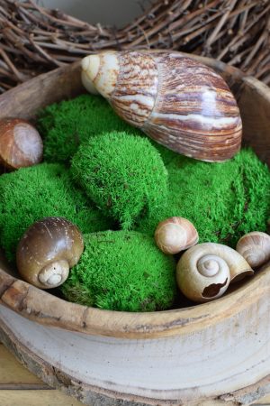 Bollenmoos Moos konserviert zum Basteln im Mrs Greenery Shop bestellen