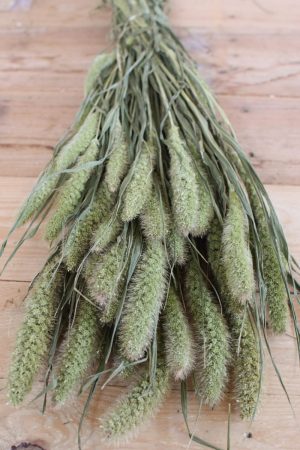 Deko mit Trockenblumen: Borstenhirse getrocknet. Setaria. Kranzbinden Deko mit Naturmaterialien