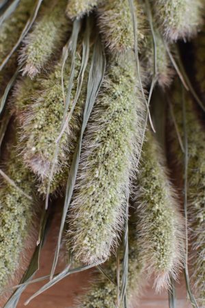 Deko mit Trockenblumen: Borstenhirse getrocknet. Setaria. Kranzbinden Deko mit Naturmaterialien