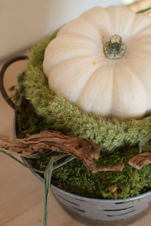 Deko mit Trockenblumen: Borstenhirse getrocknet. Setaria. Kranzbinden Deko mit Naturmaterialien Kürbis Baby Boo Dekoidee Herbst Herbstdeko