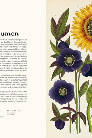 buch Katie Scott, Kathy Willis Das Museum der Pflanzen mrs Greenery shop bestellen kaufen