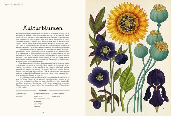 buch Katie Scott, Kathy Willis Das Museum der Pflanzen mrs Greenery shop bestellen kaufen