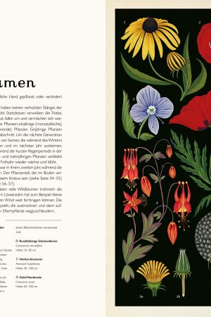 buch Katie Scott, Kathy Willis Das Museum der Pflanzen mrs Greenery shop bestellen kaufen