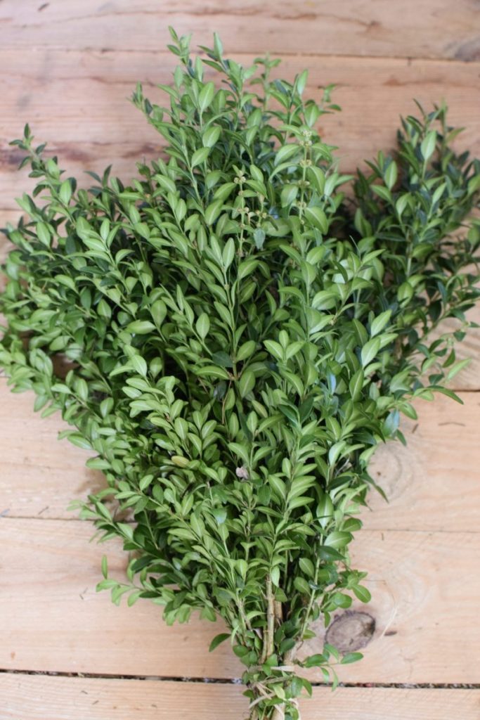 Buchs ein Bund frisch geschnitten frischer Buchus