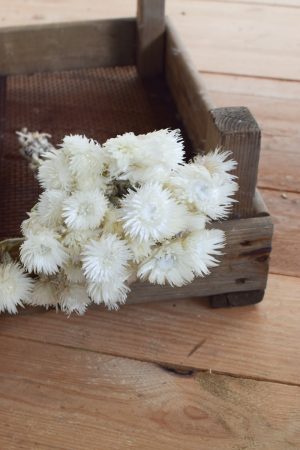 Capblume Trockenblume Stroßblume weiss getrocknet Naturdeko