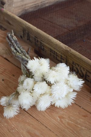 Capblume Trockenblume Stroßblume weiss getrocknet Naturdeko