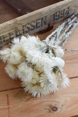 Capblume Trockenblume Stroßblume weiss getrocknet Naturdeko