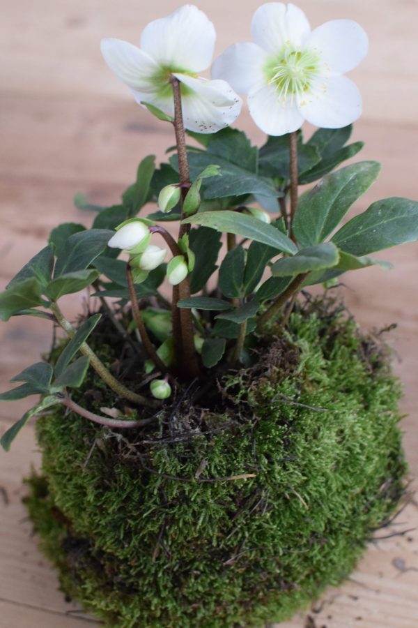 Christrose Schneerose Helleborus Winterdeko Frühlingsdeko weiße Blüte Deko dekoidee Naturdeko