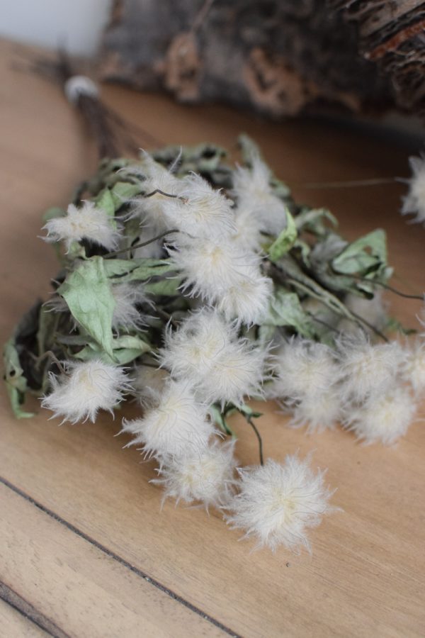 Clematis getrocknet Trockenblumen im Bund im Mrs Greenery Shop bestellen kaufen