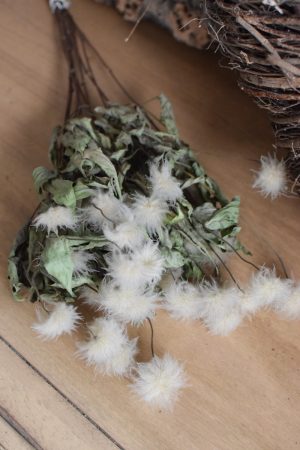 Clematis getrocknet Trockenblumen im Bund im Mrs Greenery Shop bestellen kaufen