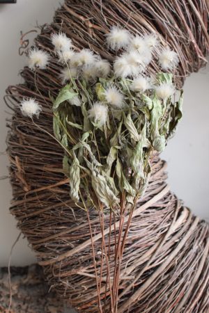 Clematis getrocknet Trockenblumen im Bund im Mrs Greenery Shop bestellen kaufen
