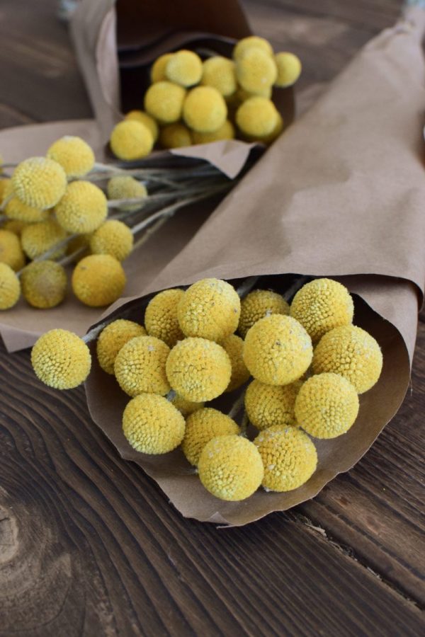 Craspedia getrocknet eignet sich hervorragend für deine Naturdekoidee. Die gelben Trommelstöcke sind tolle Trockenblumen. Deko Deko mit Naturmaterialien
