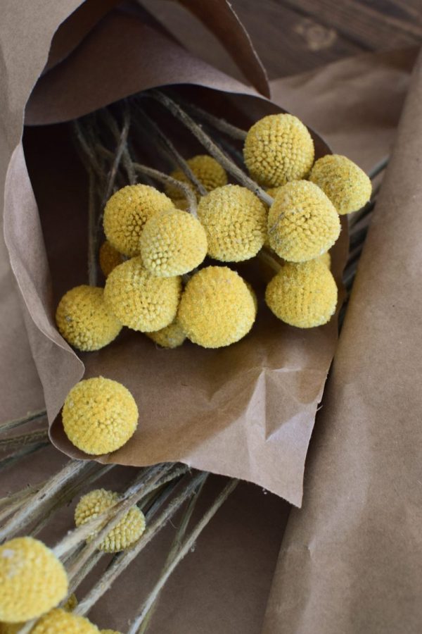 Craspedia getrocknet eignet sich hervorragend für deine Naturdekoidee. Die gelben Trommelstöcke sind tolle Trockenblumen. Deko Deko mit Naturmaterialien
