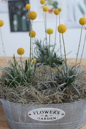 Craspedia Topfpflanze für den Garten Trommelstöcke frisch aus dem Mrs Greenery Shop