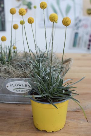 Craspedia Topfpflanze für den Garten Trommelstöcke frisch aus dem Mrs Greenery Shop