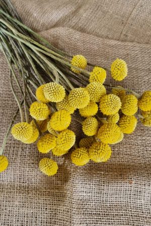 Craspedia Trommelstöcke frisch gelbe Blüten im Mrs Greenery Shop bestellen kaufen