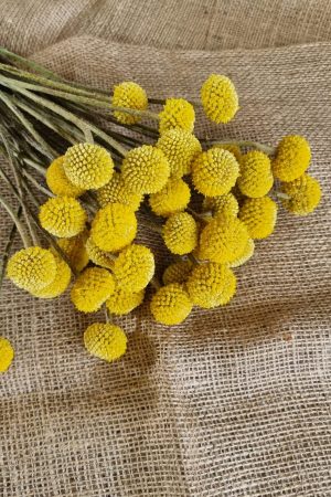 Craspedia Trommelstöcke frisch gelbe Blüten im Mrs Greenery Shop bestellen kaufen
