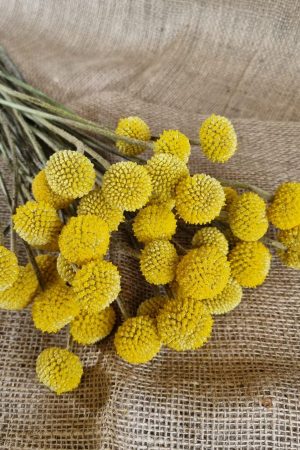 Craspedia Trommelstöcke frisch gelbe Blüten im Mrs Greenery Shop bestellen kaufen