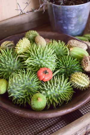 Cucumis dekorieren. Ziergurke als Herbstdeko- Dekoidee Deko herbstlich vom Mrs Greenery Shop Naturdeko