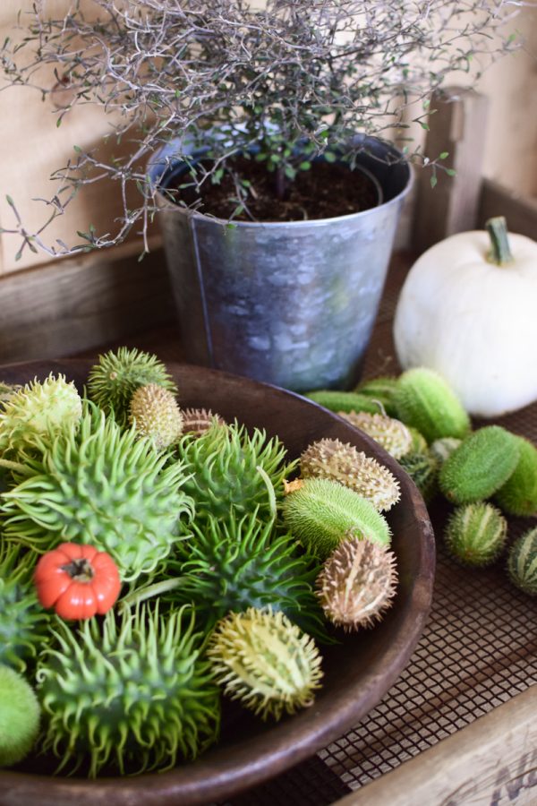 Cucumis dekorieren. Ziergurke als Herbstdeko- Dekoidee Deko herbstlich vom Mrs Greenery Shop Naturdeko