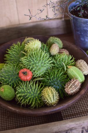 Cucumis dekorieren. Ziergurke als Herbstdeko- Dekoidee Deko herbstlich vom Mrs Greenery Shop Naturdeko