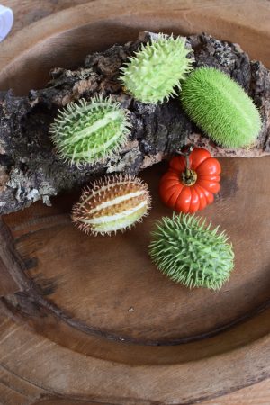 Cucumis dekorieren. Ziergurke als Herbstdeko- Dekoidee Deko herbstlich vom Mrs Greenery Shop Naturdeko