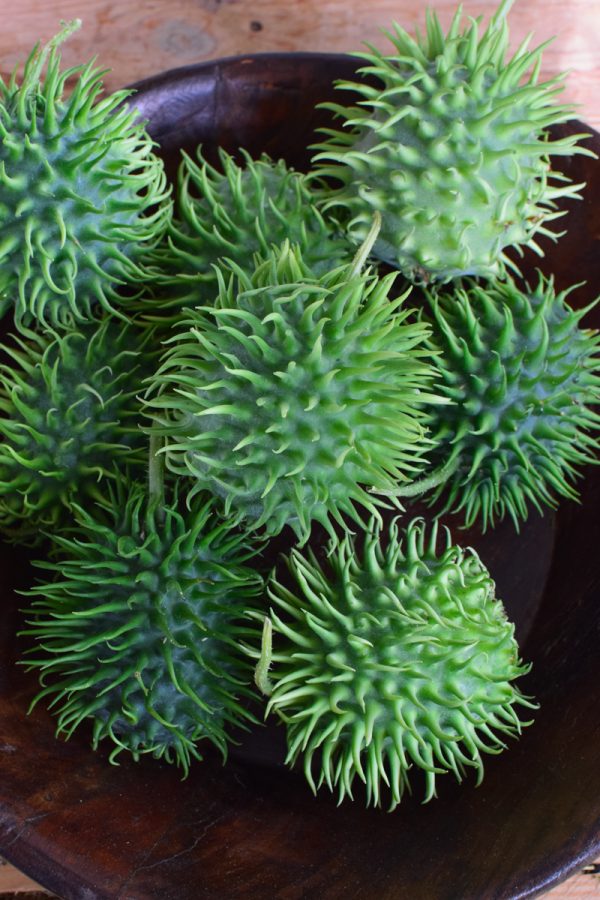 Cucumis dekorieren. Ziergurke als Herbstdeko- Dekoidee Deko herbstlich vom Mrs Greenery Shop Naturdeko