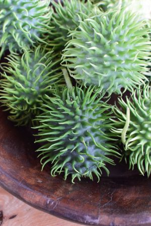 Cucumis dekorieren. Ziergurke als Herbstdeko- Dekoidee Deko herbstlich vom Mrs Greenery Shop Naturdeko
