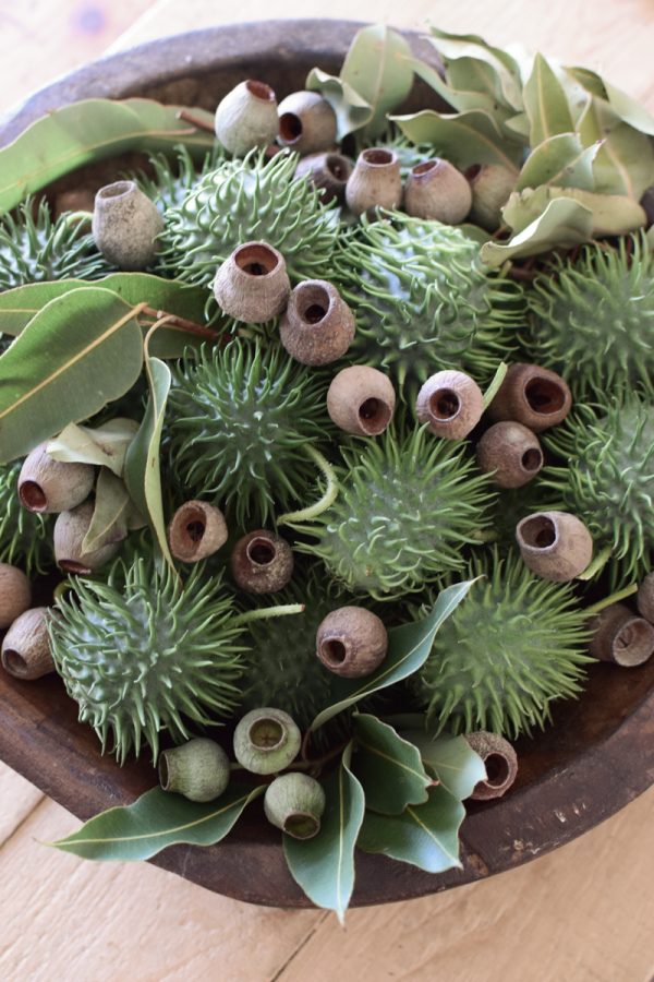 Cucumis dekorieren. Ziergurke als Herbstdeko- Dekoidee Deko herbstlich vom Mrs Greenery Shop Naturdeko