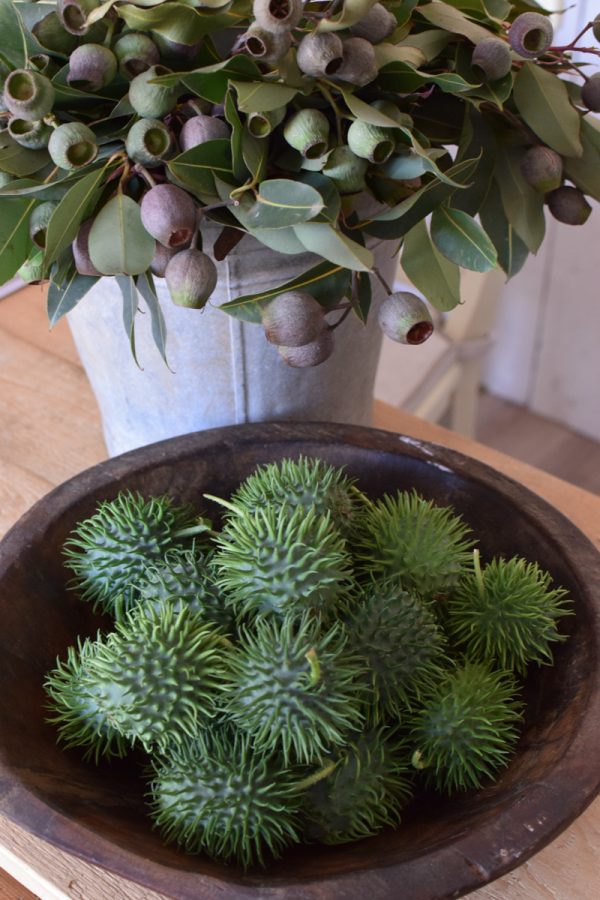 Cucumis dekorieren. Ziergurke als Herbstdeko- Dekoidee Deko herbstlich vom Mrs Greenery Shop Naturdeko