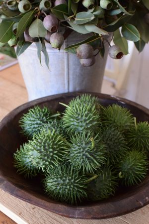 Cucumis dekorieren. Ziergurke als Herbstdeko- Dekoidee Deko herbstlich vom Mrs Greenery Shop Naturdeko