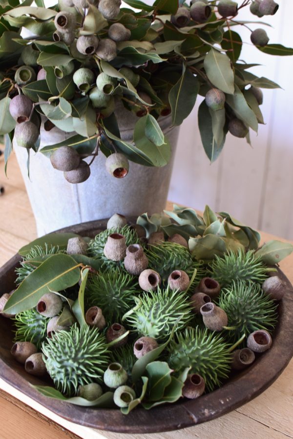 Cucumis dekorieren. Ziergurke als Herbstdeko- Dekoidee Deko herbstlich vom Mrs Greenery Shop Naturdeko