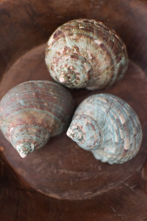 Dekoschnecke Schnecke Schneckenhaus tuerkis blau Sommerdeko im Mrs Greenery Shop bestellen kaufen