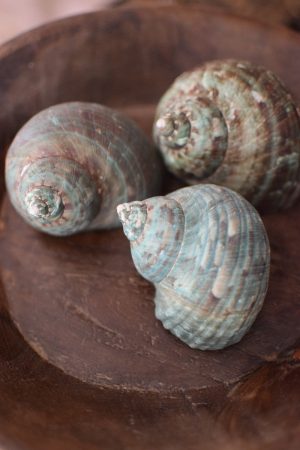 Dekoschnecke Schnecke Schneckenhaus tuerkis blau Sommerdeko im Mrs Greenery Shop bestellen kaufen