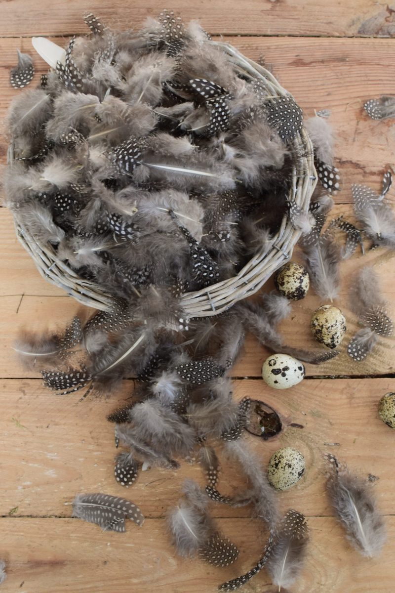 Perlhuhnfedern Federn Dekofedern Ostern Osterdeko Perlhuhn