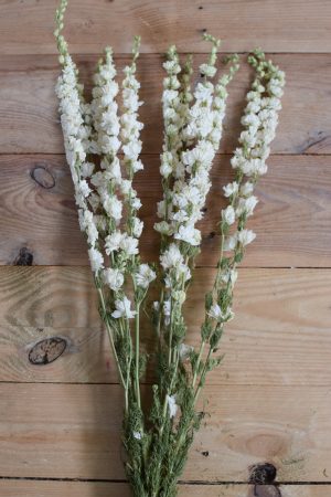 Rittersporn weiß Delphinium getrocknet im Bund Trockenblumen Kranz Kränze Kranzbinden