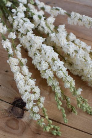 Rittersporn weiß Delphinium getrocknet im Bund Trockenblumen Kranz Kränze Kranzbinden