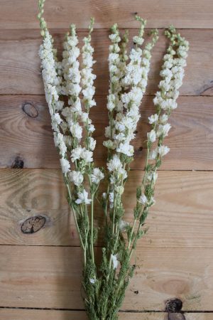 Rittersporn weiß Delphinium getrocknet im Bund Trockenblumen Kranz Kränze Kranzbinden