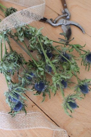 Distel blau. Blaue Disteln getrocknet im Bund. Trockenblumen im Mrs Greenery Shop bestellen kaufen