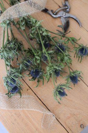 Distel blau. Blaue Disteln getrocknet im Bund. Trockenblumen im Mrs Greenery Shop bestellen kaufen